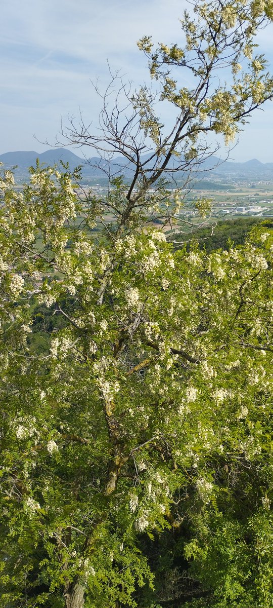 rinaldogiorgio's tweet photo. Fiori di Robinia
#ColliBerici https://t.co/ZEiVObALSd