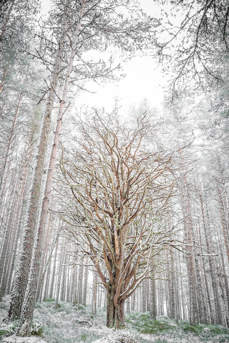 Dare to be different 💚 #Scotland #Cairngorms #nature #NatureBeautiful #NaturePhotography