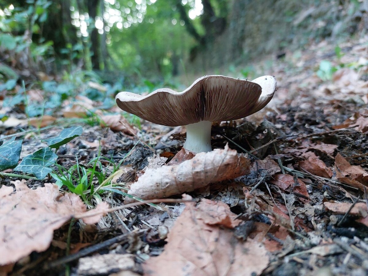 Another #MushroomMonday from the archives.