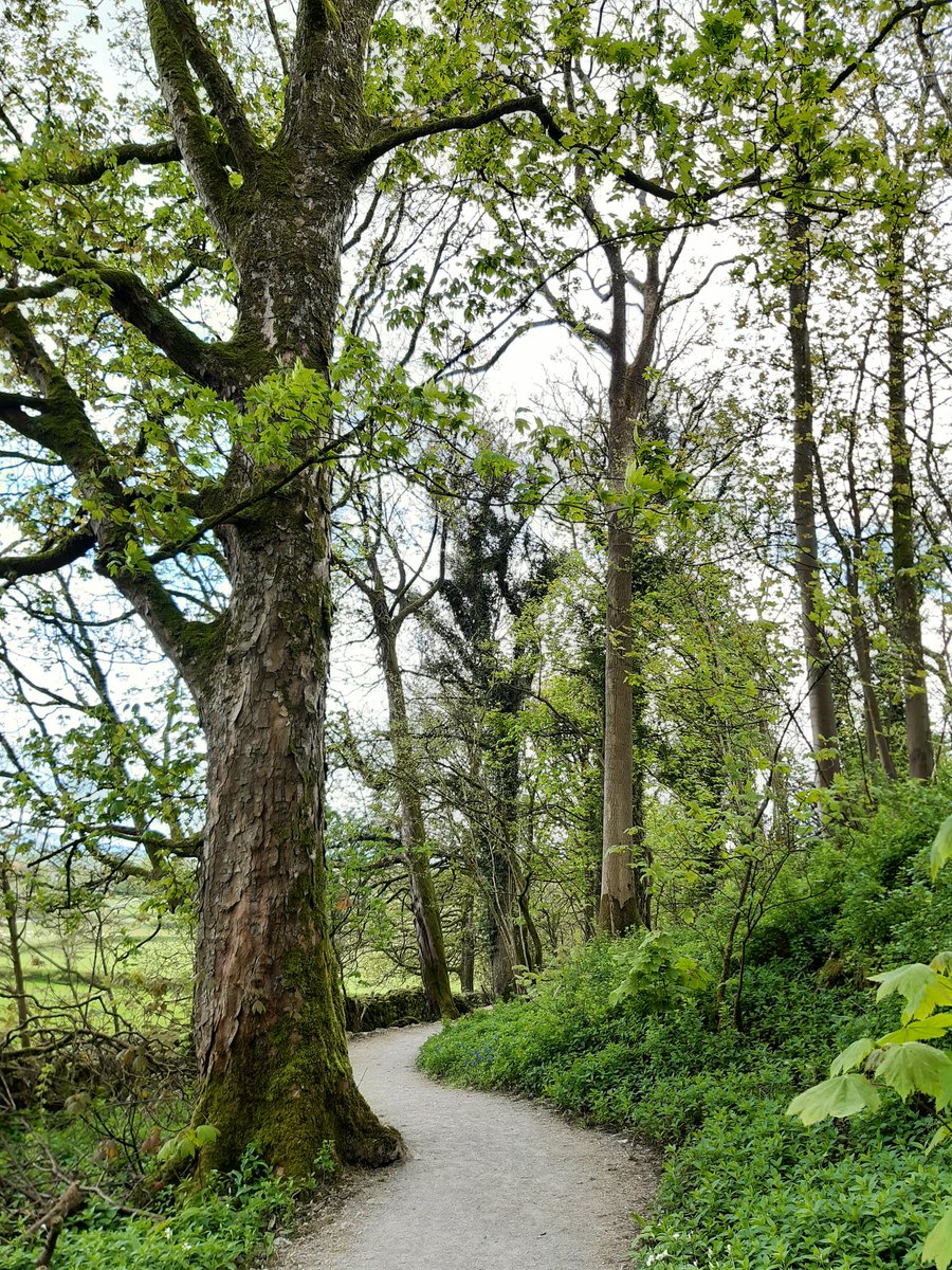 The path through the woods yesterday at @SizerghCastleNT before heading for a scone in the cafe there...
