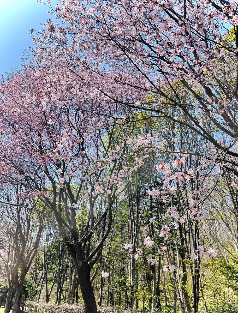 GWぼっち散歩🚶 🤟🌸in鹿部