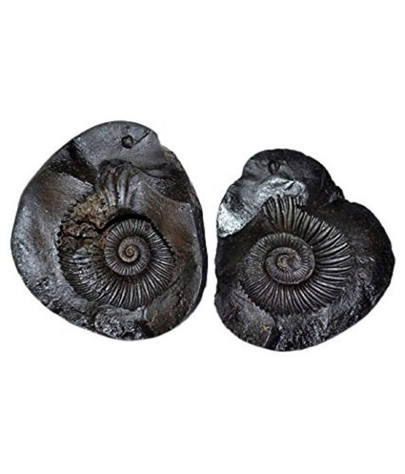 Can this be Lakshmi Narayan Shaligram..?

It is a black, spherical fossil stone found in the Gandaki River,Nepal. The stone is believed to be an incarnation of Lord Vishnu and depicts him with his Sudarshan Chakra. 

#Prabhas𓃵
#Kalki2898AD