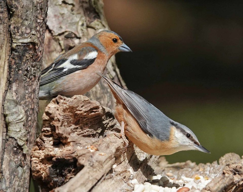 A chaffinch and nuthatch near Faversham. 🐦 Today's #PhotoOfTheDay was supplied by Jane White. 📸