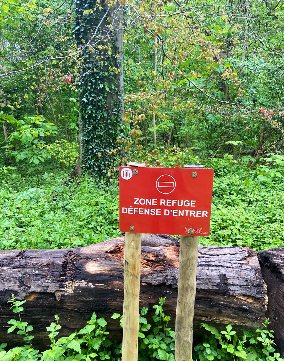 La bonne idée de @lillefrance qui offre une zone refuge à la biodiversité dans le bois de la citadelle. #lille #biodiversite