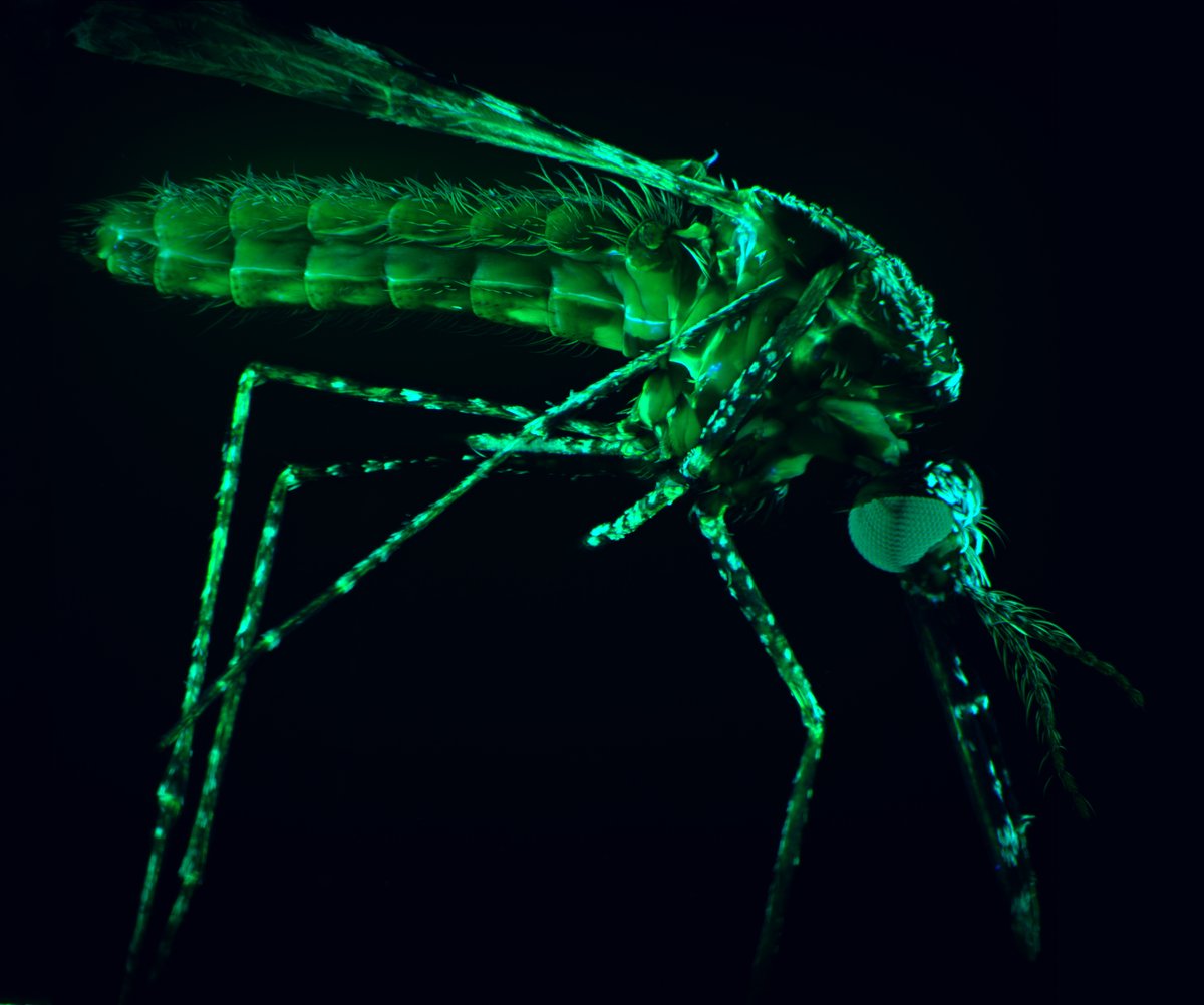 An excellent opportunity is available for a Research Entomologist to join WEHI's Infectious Diseases and Immune Defence Division. 🗓️Applications close May 14 2024 For further details and to apply visit 👉wehi.wd3.myworkdayjobs.com/broadbean_exte…
