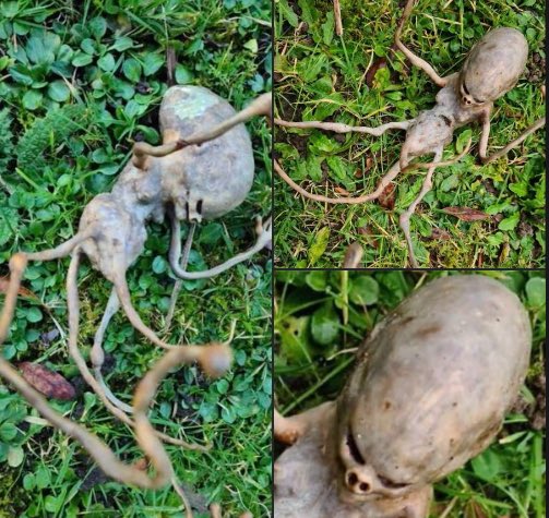 Someone posted this on Reddit, claiming it was sent by a friend whose mother found this alien-looking plant in her garden. What do you think? Is it real or a hoax?