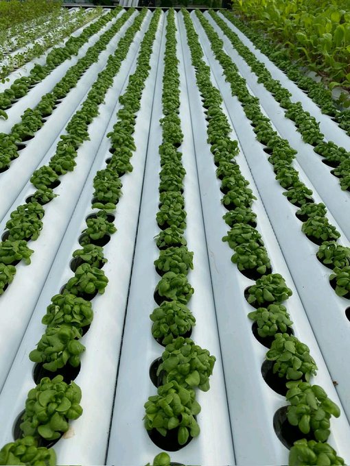 Did you know?!!! Plants do not necessarily need soil to grow, all they need is water and nutrients hence this beautiful hydroponic crops.