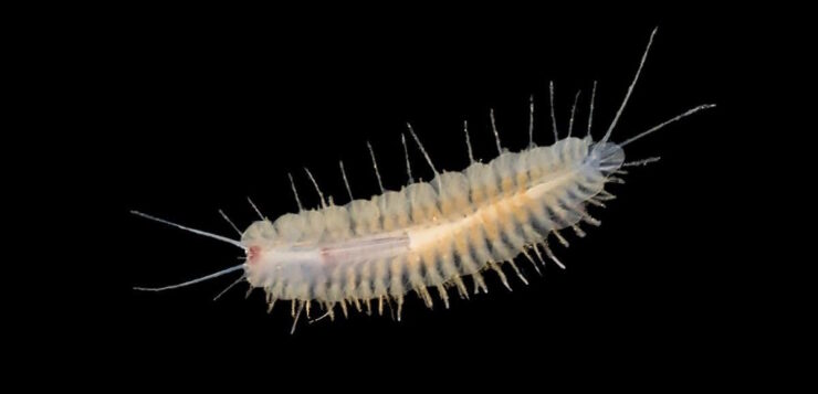 We have launched the Training Courses in Aquatic Taxonomy 🔝 In 2024… 👉Taxonomy of Polychaetes 📆3-7 June 📝bit.ly/4dbKYkF The course has as objective to train the participants in the taxonomy of some of the most representative families of #Polychaete