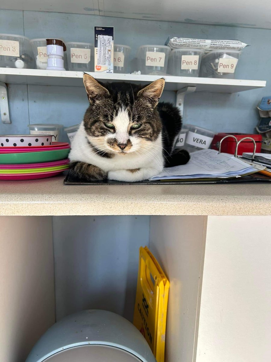 #MondayMood ~ Morris is sitting on  the shelf in the feeding room looking very serious. Do you think he is wanting his breakfast ? #inthecompanyofcats #cat #sponsorcat #catvibes #rescuecat #purrfectfelines