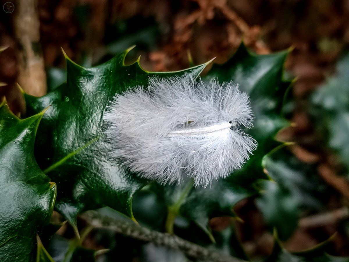 Feathers and Down

Keep finding these in the woods, texture makes and interesting shot

#woodland #naturephotography #undergrowth #nature #landscapephotography #cumbria #lakedistrict #moss #photography #photographer #feather #down #macrophotography #ttartisan #fujifilm