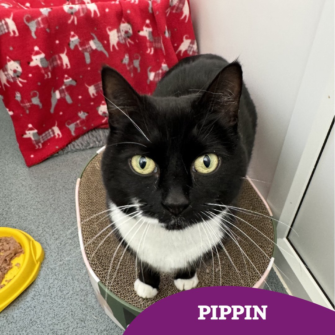 Can you believe Pippin is still with us... and still without any interest or application enquiries.. because we can't 🤯🤯 Pippin is desperately hoping to experience those home comforts soon 🤞🏻 Could you lend a helping paw and share her story? 🐾 cats.org.uk/findacatform/?…