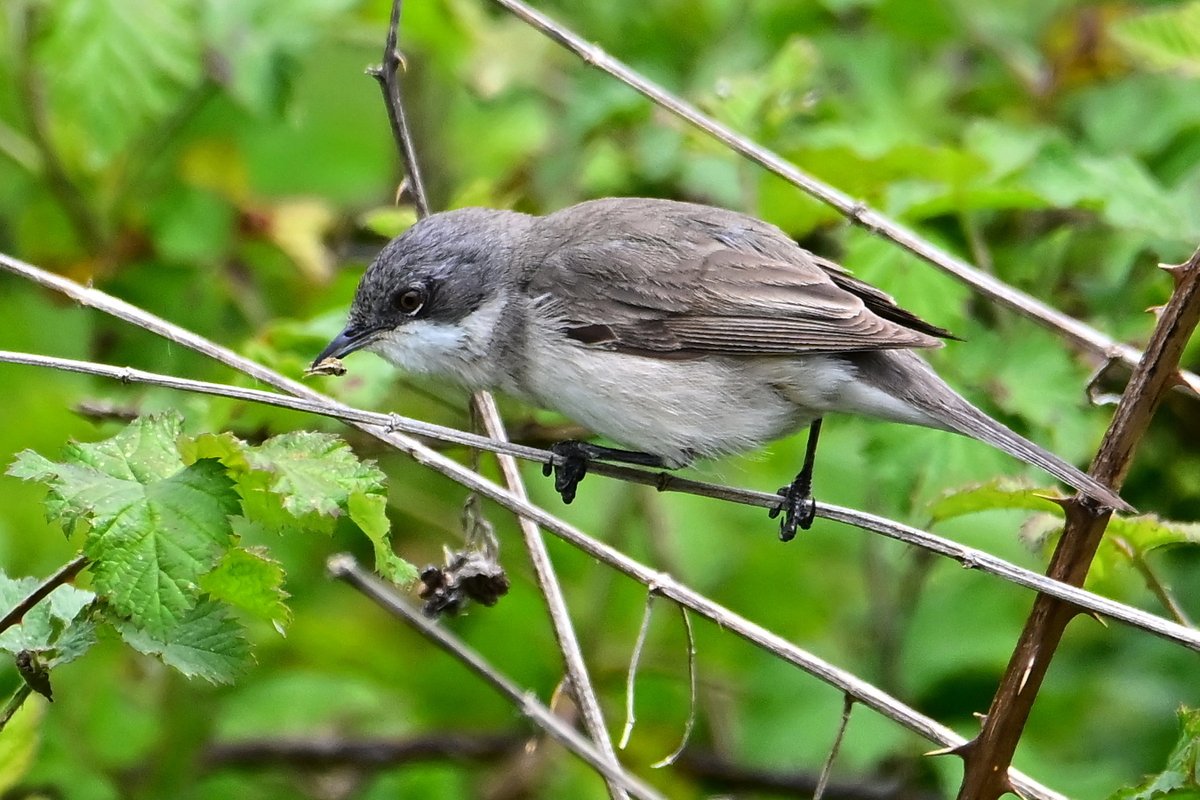 📷 Fauvette babillarde mâle - Curruca curruca - Lesser Whitethroat. #birds #oiseau #nature #NaturePhotography #BirdTwitter