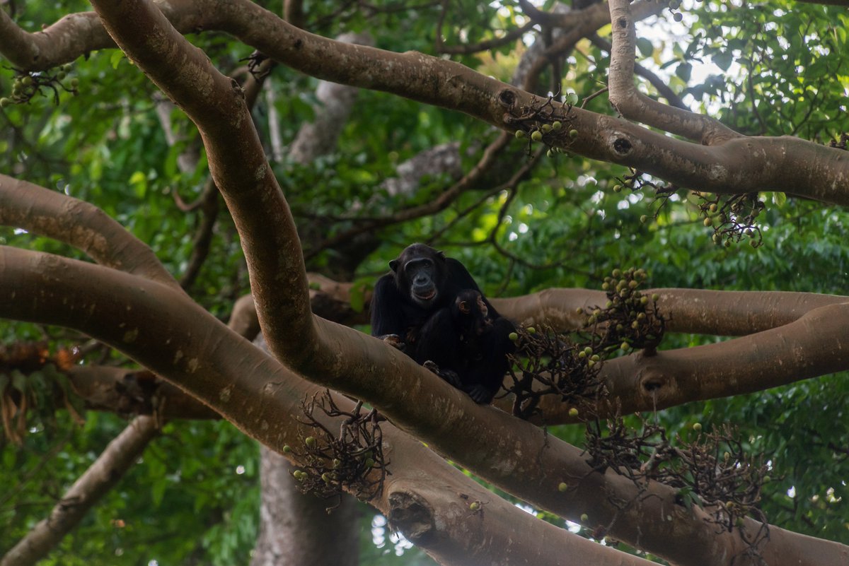 Start your week on an adventurous note by joining us on a thrilling chimp trekking excursion. Let our expert guide lead the way as you embark on an unforgettable journey through the lush forests of Budongo. Book your chimp trekking trip with us today. #budongoforest #exploreug