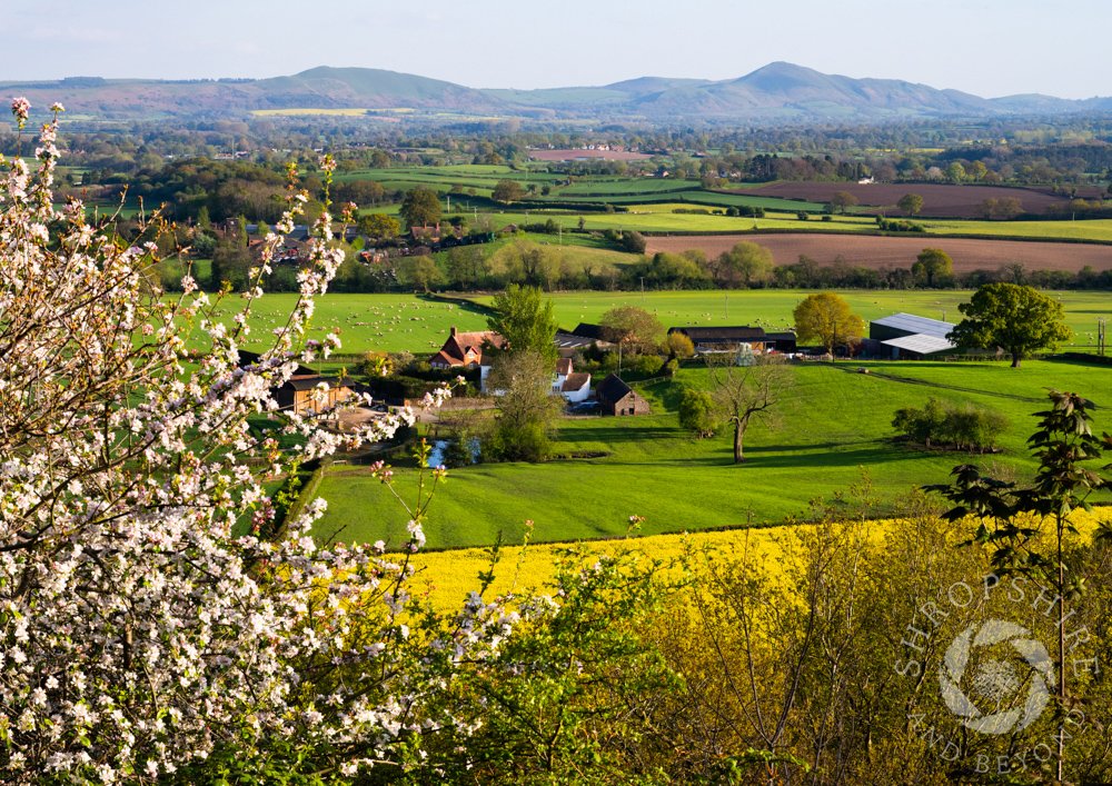 A beautiful evening on Lyth Hill, looking across a patchwork of fields towards the Stretton Hills. On the horizon are, from left, the Lawley, Willstone Hill, Caer Caradoc and Hazler Hill. Don’t be fooled by the sunshine, though - there was a definite chill on the air! #Shropshire