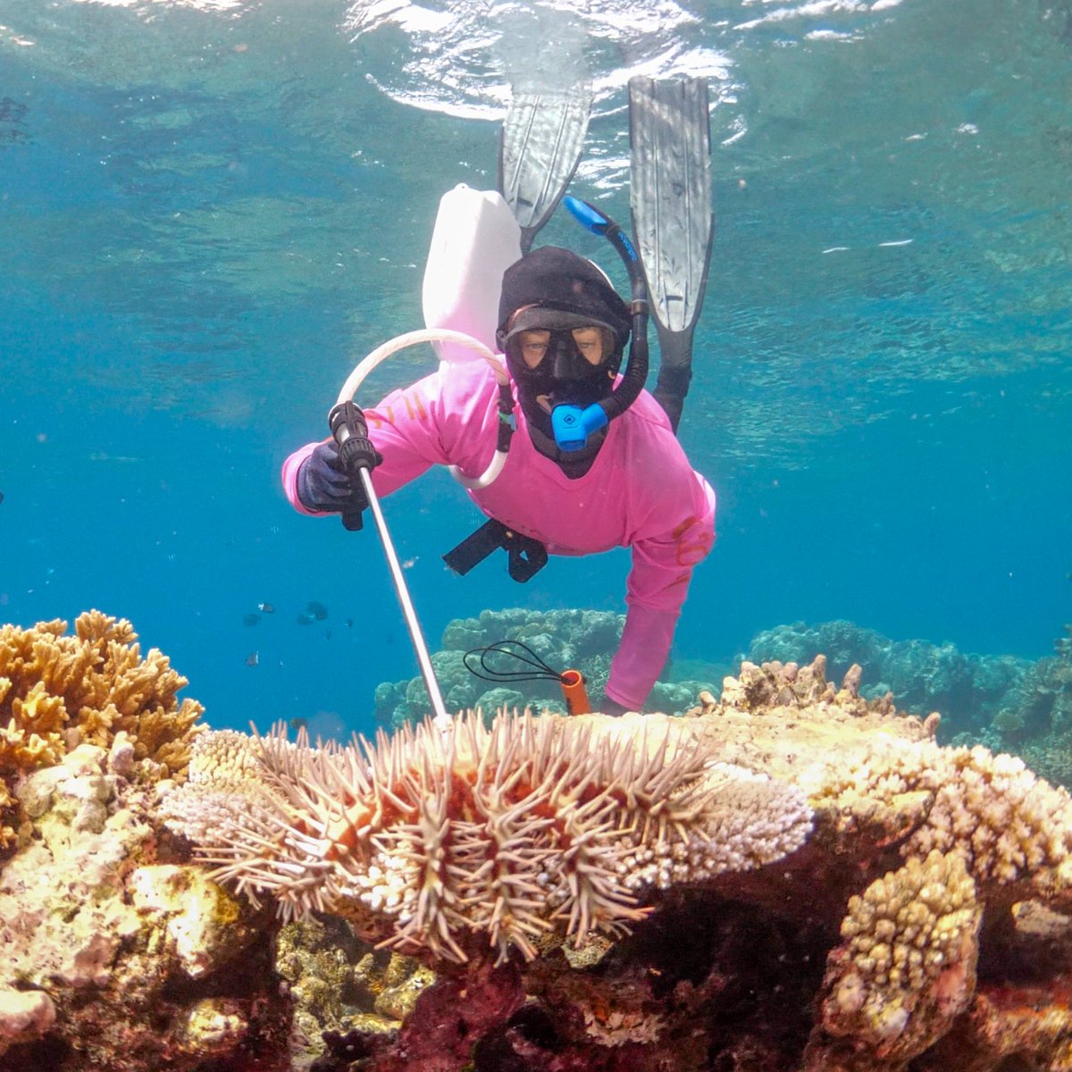 New study combines data from the Crown-of-thorns Starfish (COTS) Control Program + our Long-Term Monitoring Program (LTMP) to reveal benefits to coral cover when targeted culling of starfish occurs. LTMP have monitored COTS & coral cover for decades. 🔗bit.ly/3weddOU