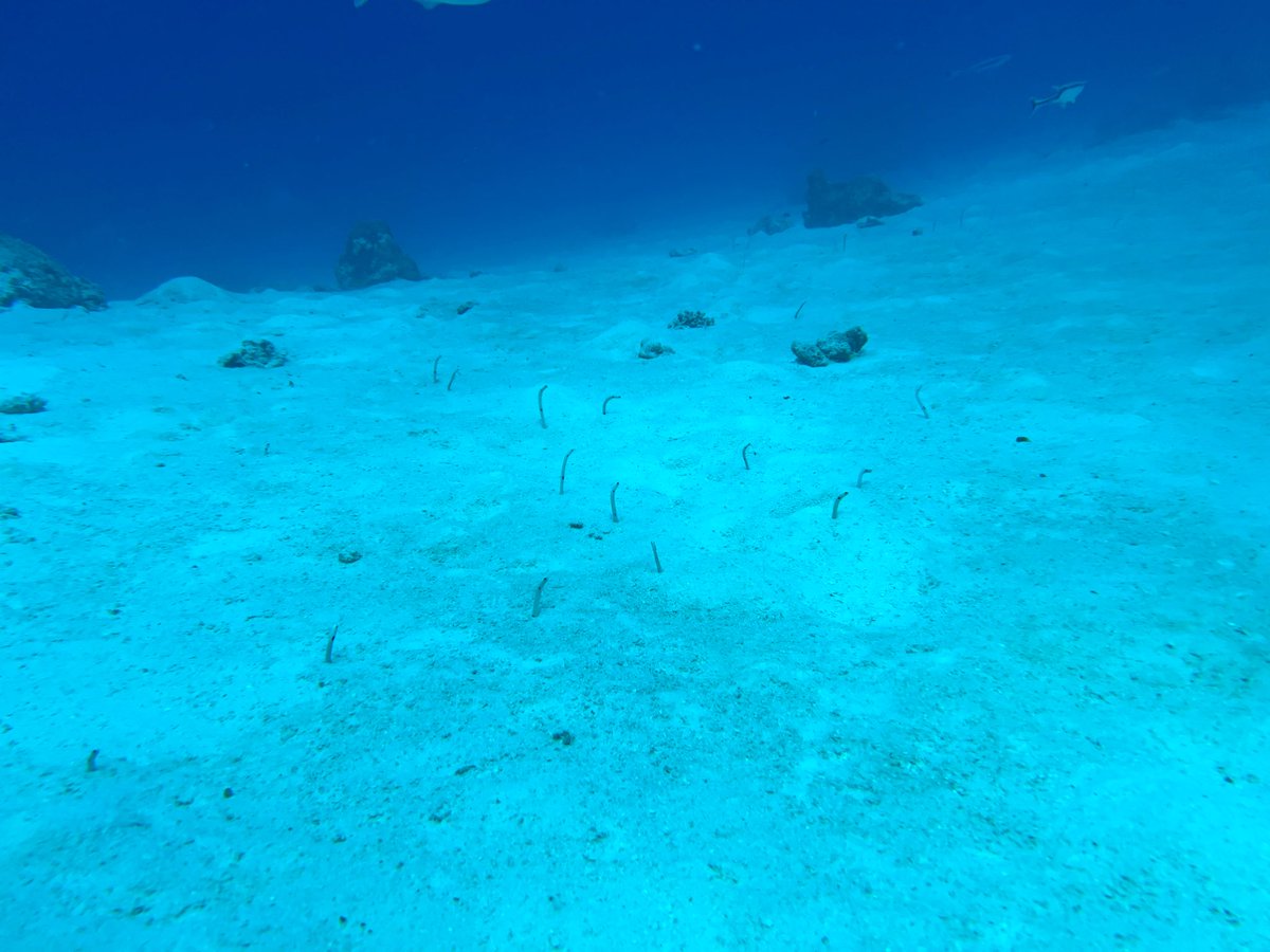 sh1u_u's tweet photo. 今日の2本目！
サメちゃんとチンアナゴ🦈🌊 https://t.co/MqsgDcQgWV