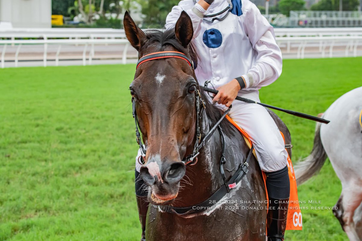 The King 👑 @Vincenthocy 

#GoldenSixty #HKracing #FWDChampionsDay #HorseRacing #Jockey #ShaTin #Horseracingphotography #競馬 #競馬写真