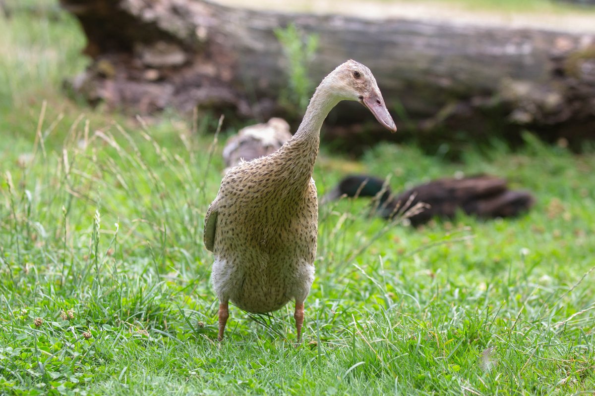 MeInTheMiddleX's tweet photo. A Quirky Quacker (sorry #AlphabetChallenge #WeekQ is over) for #MallardMonday
Indian Runners, Indische loopeend (Anas platyrhynchos domesticus) https://t.co/izurDdxNVO
