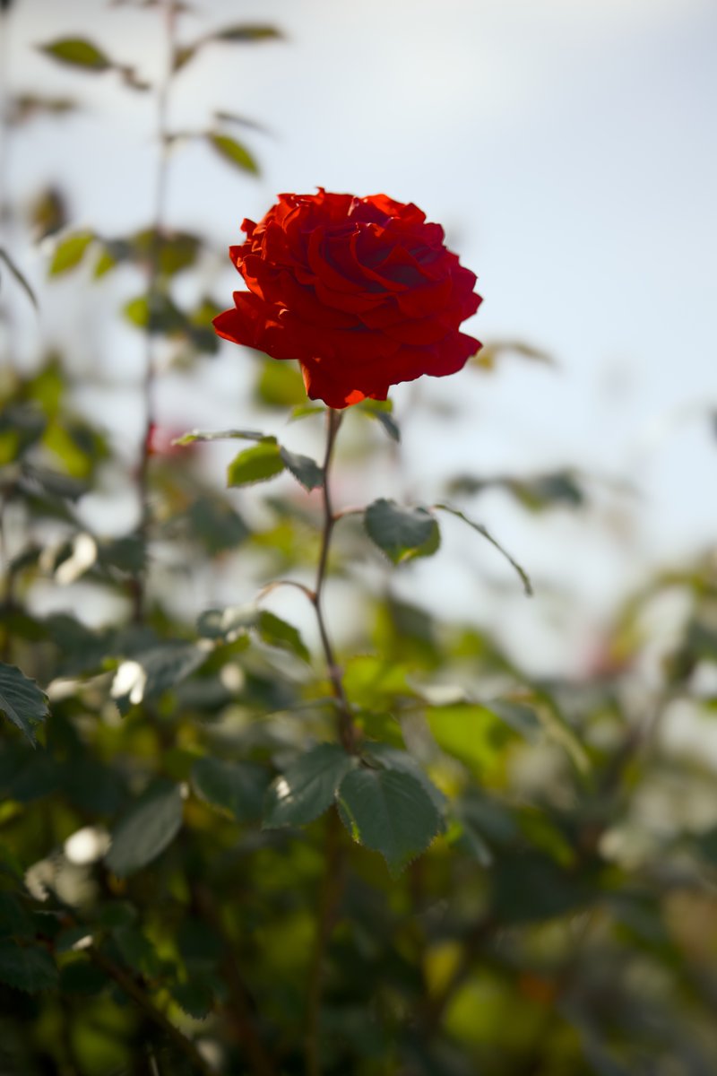 おはようございます。

赤 薔薇

今日もよろしくお願いします。

#写真好きな人と繫がりたい #写真が好きな人と繋がりたい #カメラ好きな人と繫がりたい #写真で伝える私の世界 #キリトリ世界