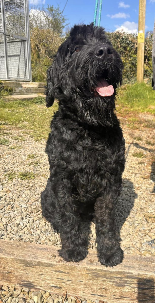 Bert, black russian terrier (aka small horse!) is ready for his forever home. He can live with another medium-large dog, and older children. Walks well on the lead, doesn't pull. Loves everyone and easily bribed with food 😁 westwalespoundies.org.uk/dogs/bert
