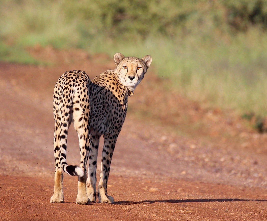 ..
🐆
Yesterday, I posted the (second) image of Ashia, the mother of three boisterous sub-adult male cubs, wondering what they were up to.

And subsequently I heard she left them recently to make their own way in the world.

📸 Images taken in January 2024.
🇿🇦 #MadikweGameReserve