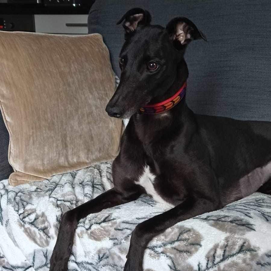 🌟HOMING NEWS🌟 NELLIE, now known as 'ELLIE' wasted no time finding herself a forever home. She is now living in the Hyde area with Tom and Pam, and their hound Dez. Described as a 'cuddly girl' she has settled well. Congratulations! @MakantsGreys