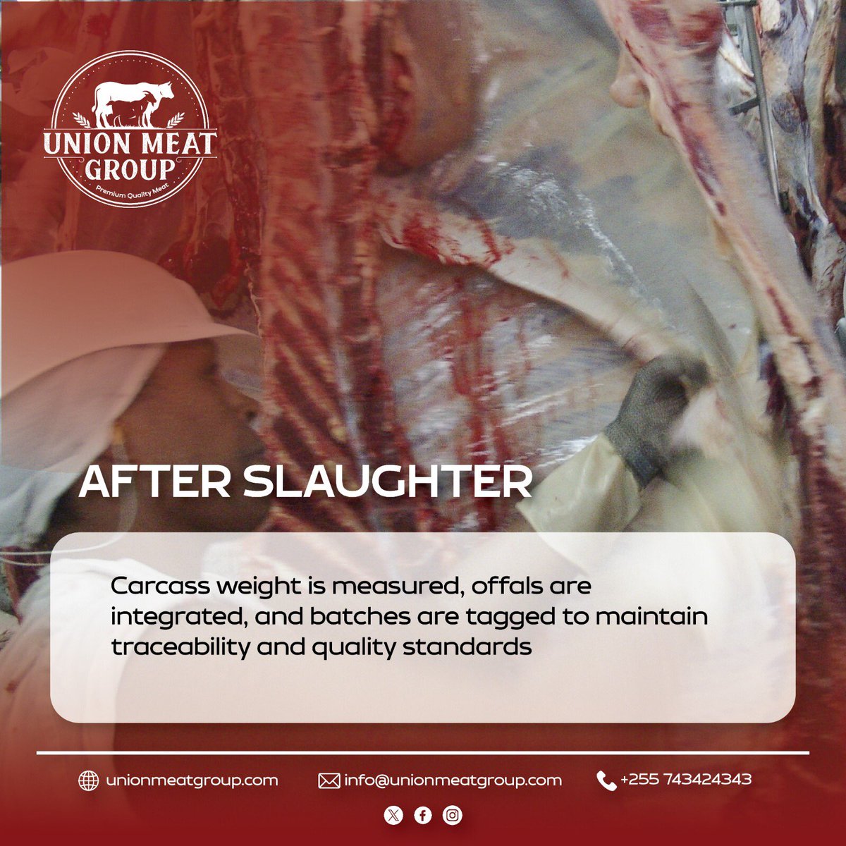 unionmeatgroup's tweet image. After slaughtering, our attention to detail shines through. Carcass weight is measured, offals integrated, and batches meticulously tagged, maintaining the highest standards of traceability. Once tagged and batched the client is notified.  #Quality #Traceability #UnionMeatGroup