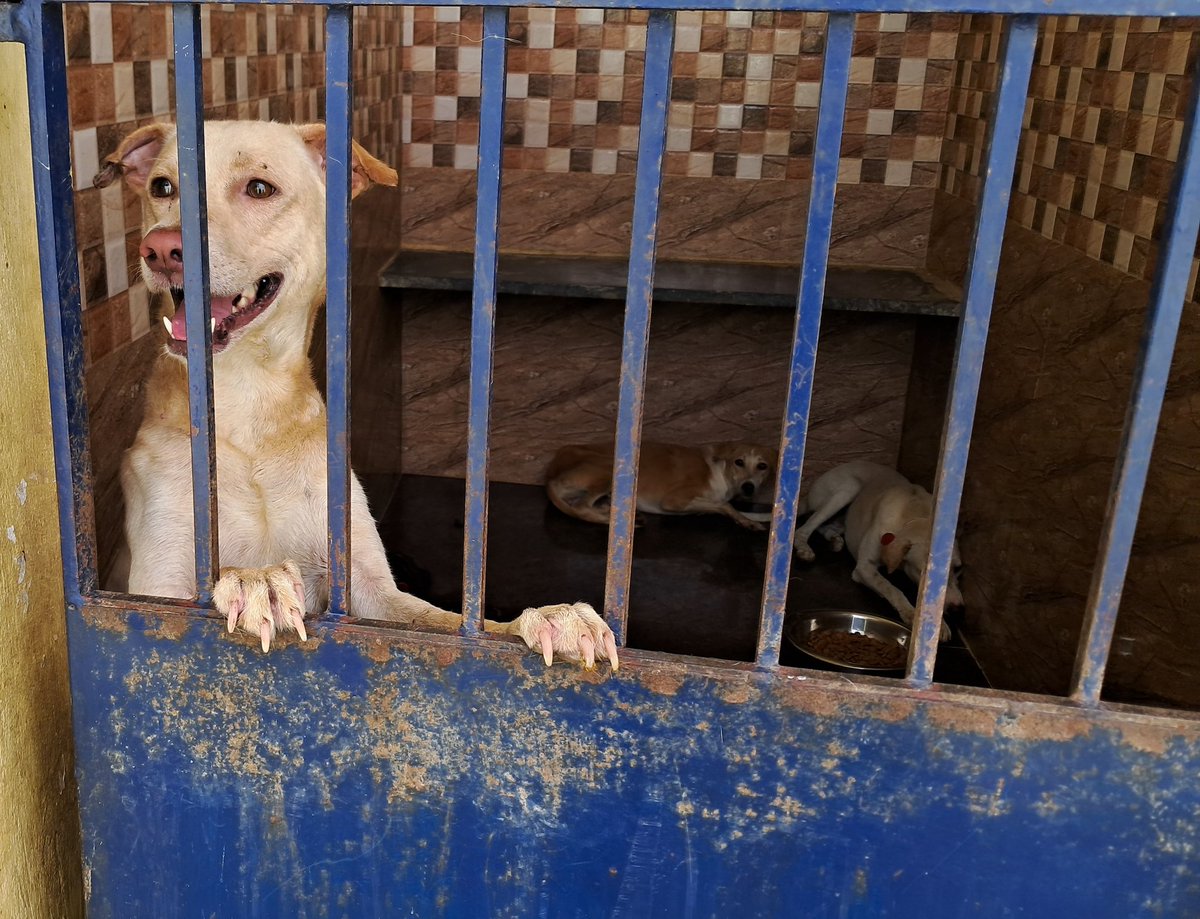 In a first for Tamil Nadu, Chennai Corporation to administer multi-vaccine to stray dogs in June to enhance immunity against 6 diseases, including canine distemper virus (CDV). thehindu.com/news/cities/ch… 📸: Stray canines sheltered at Meenambakkam Animal Birth Control (ABC) centre…