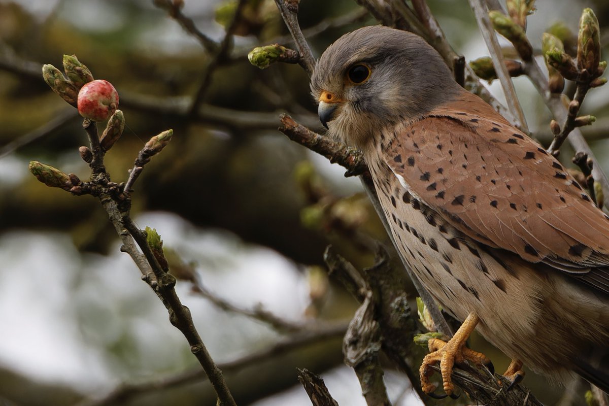 Good morning. This beautiful kestrel is thinking exactly the same as me, “Looks like a miniature Apple” 😊