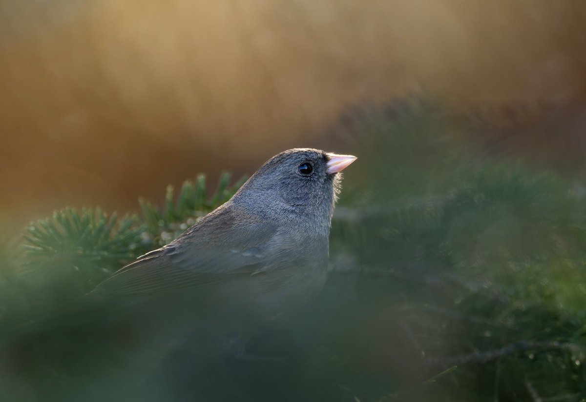 While many migrants are arriving and passing through, we still have a few juncos hanging around. While the majority have left for their nesting areas in the boreal forest, this dark-eyed junco, and a few friends, have decided to stay a little longer!🪶