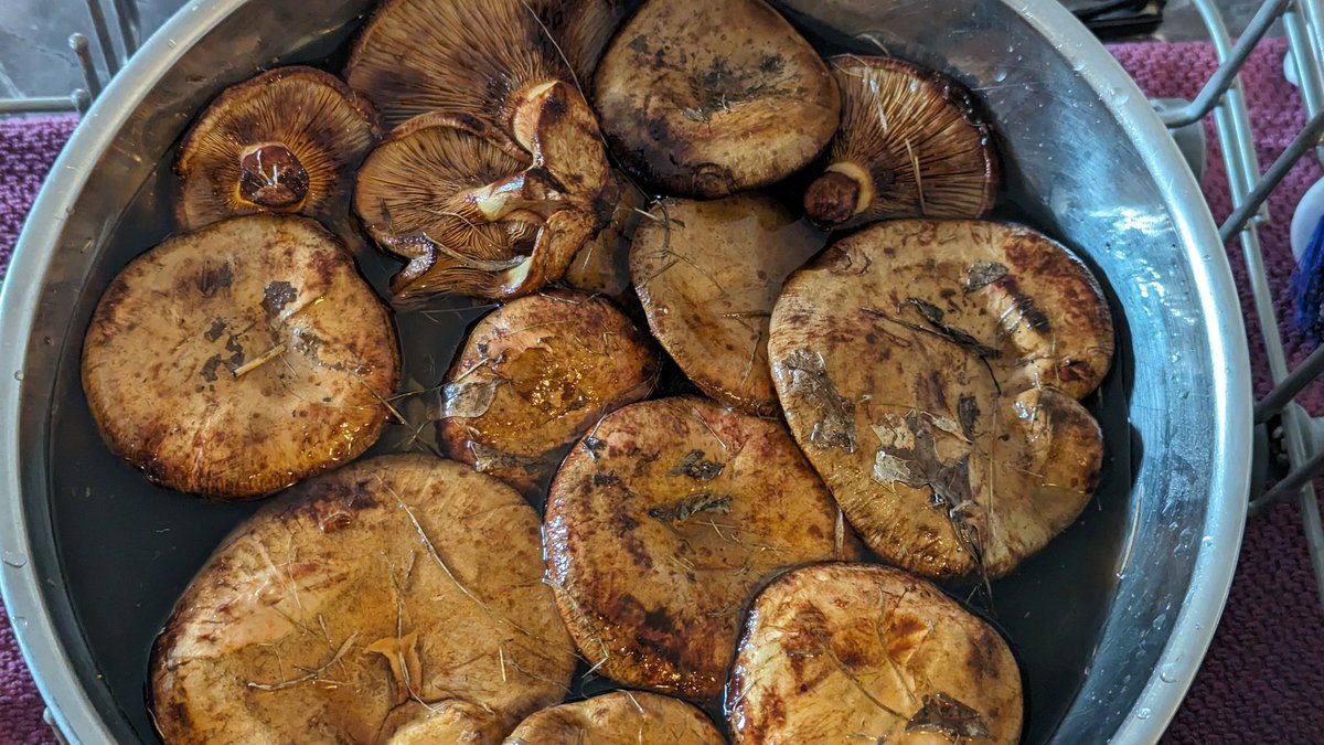 Boletes, no.
Agaric, no
Yahtzee! Milkcaps on salt flatbread and some fried eggs for lunch!