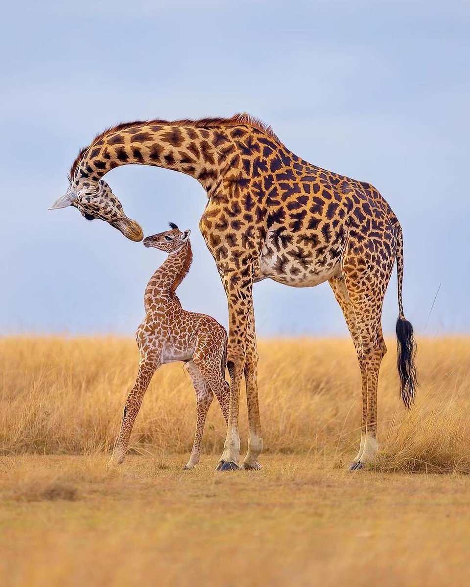 The mother