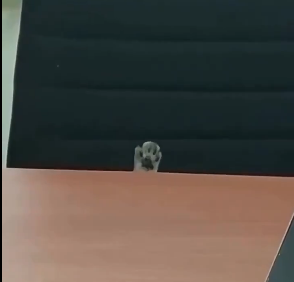 Yo en las juntas con los admins queriendo dar mis ideas