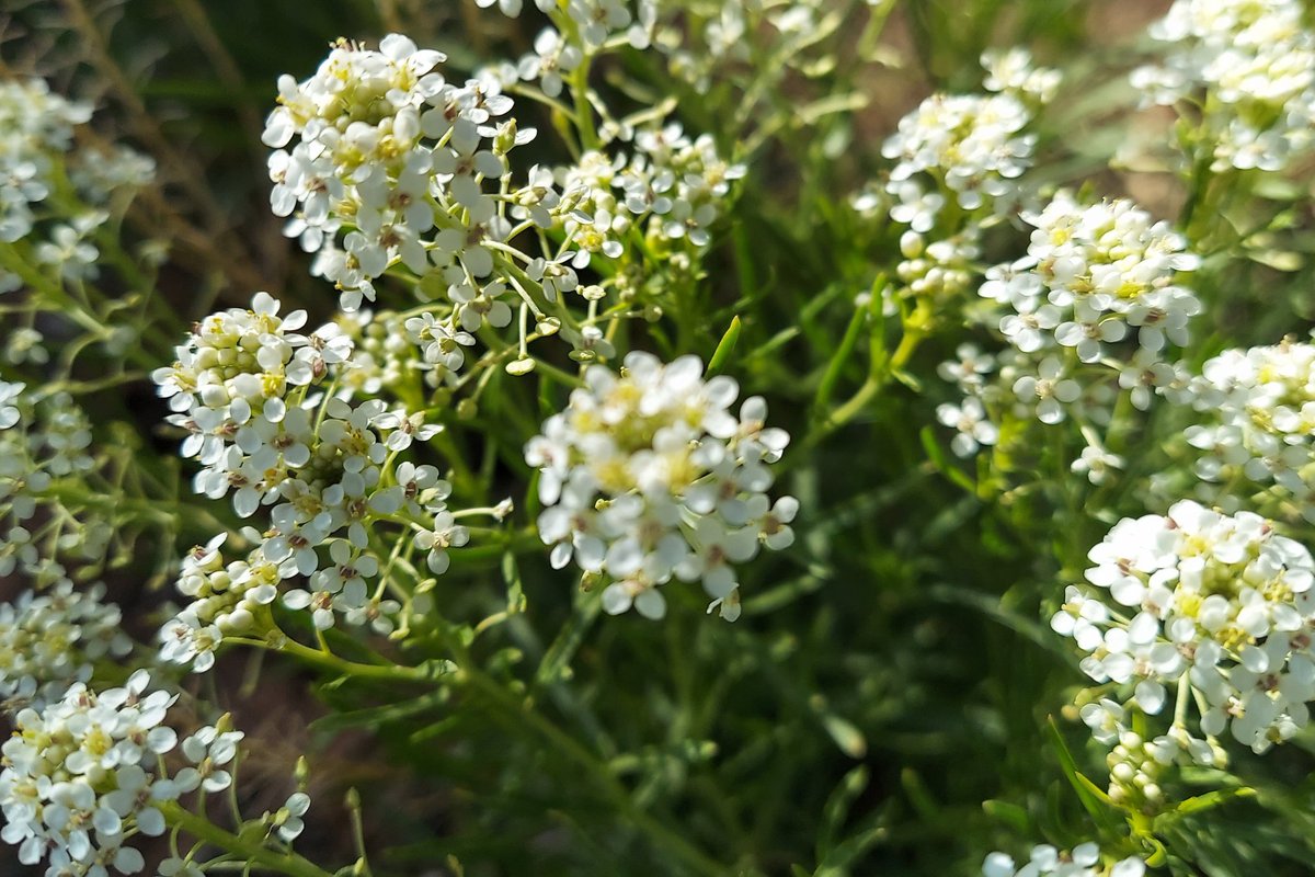 Another wildflower has started showing off: Mountain Pepperweed (Lepidium montanum), a perennial in the Mustard Family. (hl) #petrifiedforest #petrifiedforestnationalpark #wildflowers #flowers #plants #nationalpark #NPS