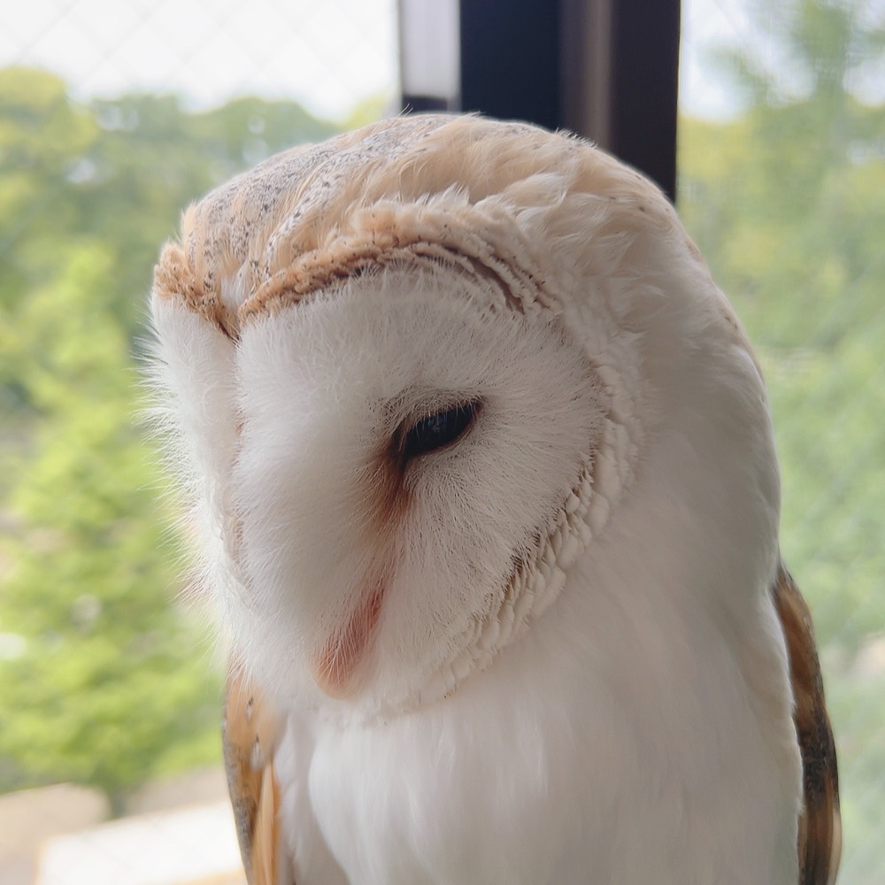 Owlvillage_H tweet picture