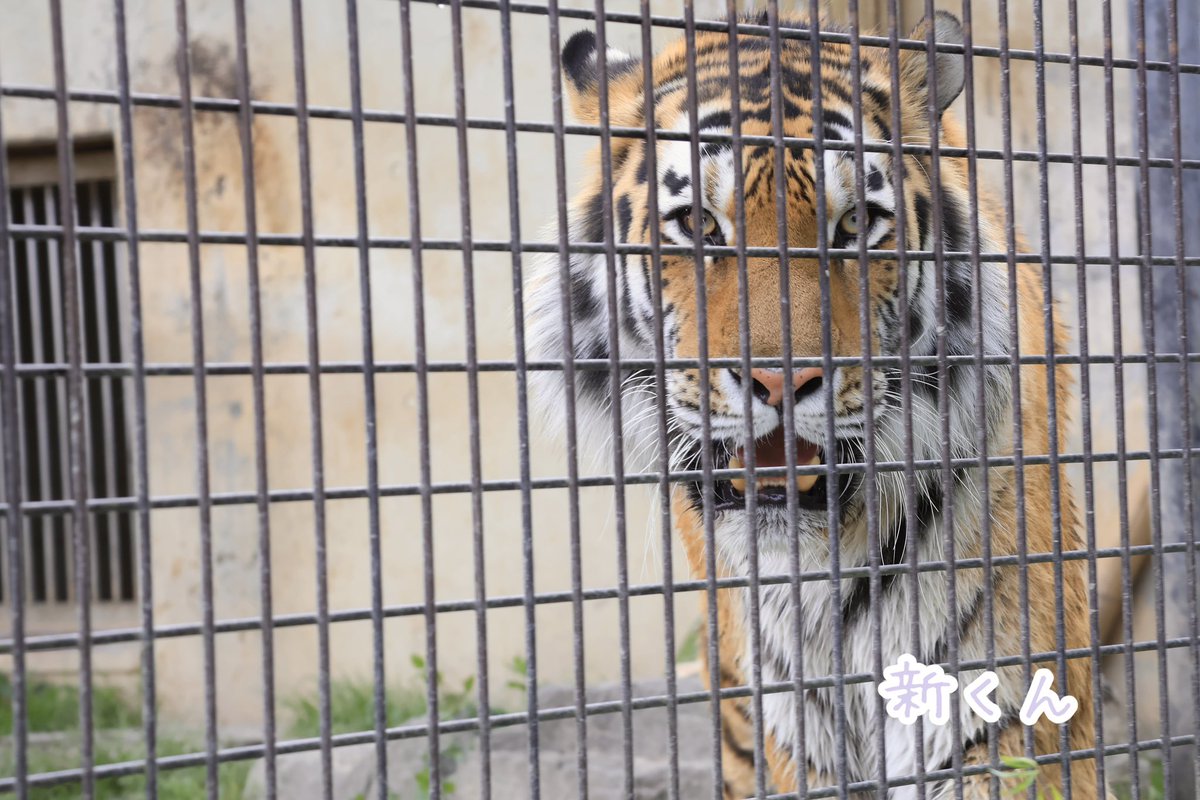 和ちゃん🐯と新くん🐯がお引越しとの事で茶臼山動物園へ会いに行って来ました♡

🐯「かみね動物園にも会いにくれば？」

🙋‍♀️「はーい♡」

#アムールトラ 
#和  #新  
#茶臼山動物園

2024.04.28

※飼育員のお姉さんがめっちゃカッコよかった