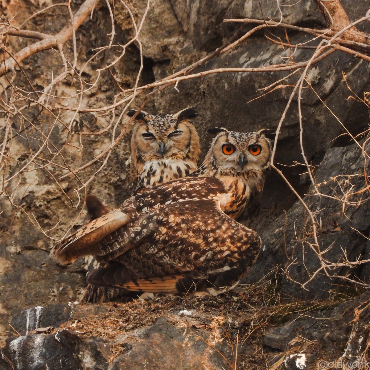 Rock Eagle-Owl (Bubo bengalensis) 

Born to be Majestic! Forced to be documented as “Sensitive” 😔

Sighted in Pune. April 2024. 

#IndiAves #TwitterNatureCommunity #BBCWildlifePOTD #Framed #ThePhotoHour #BirdTwitter #BirdsSeenIn2024 #Owlsome 🦉