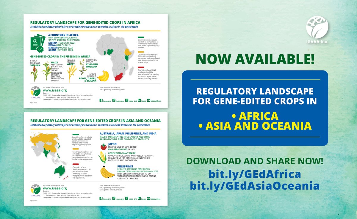 NEW FROM ISAAA! Two infographics show the regulatory landscape for #geneedited crops in Africa, Asia, and Oceania with updates on country guidelines and products developed using #CRISPR and #TALENs. Download and share here: tinyurl.com/4a9pzr83