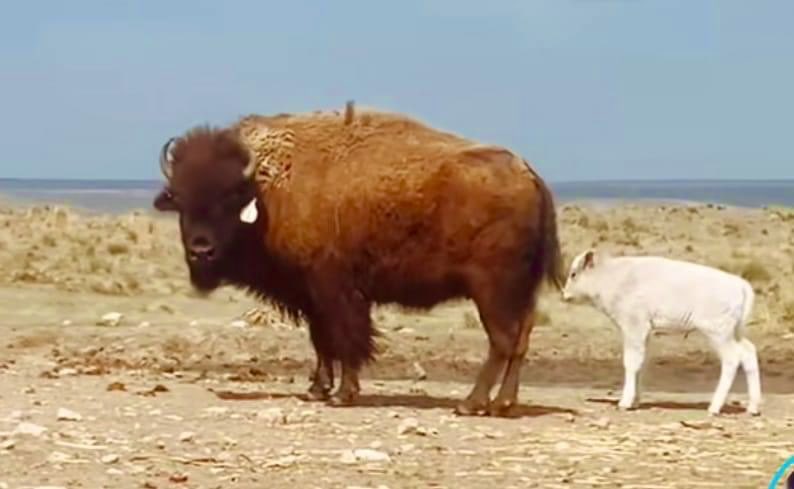 Celebrate with me. A white buffalo calf was just born on Friday. This is such incredibly good news. For all of us. 🙏🏾🪶✨