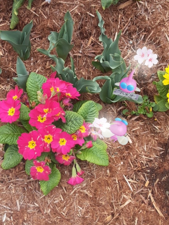 #EarthDay_PB
 #ピクミンブルーム
再掲ごめんm(._.)m
これからもピクミンブルームと一緒に様々な花を見る事が出来ますように...☆。.:＊・゜
