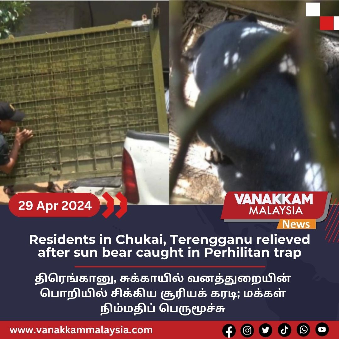 Residents in Chukai, Terengganu relieved after sun bear caught in Perhilitan trap

#latest #vanakkammalaysia #Residents #Chukai #Terengganu #relieved #after #sun #bear #caught #Perhilitan #trap #trendingnewsmalaysia #malaysiatamilnews #fyp #vmnews #foryoupage