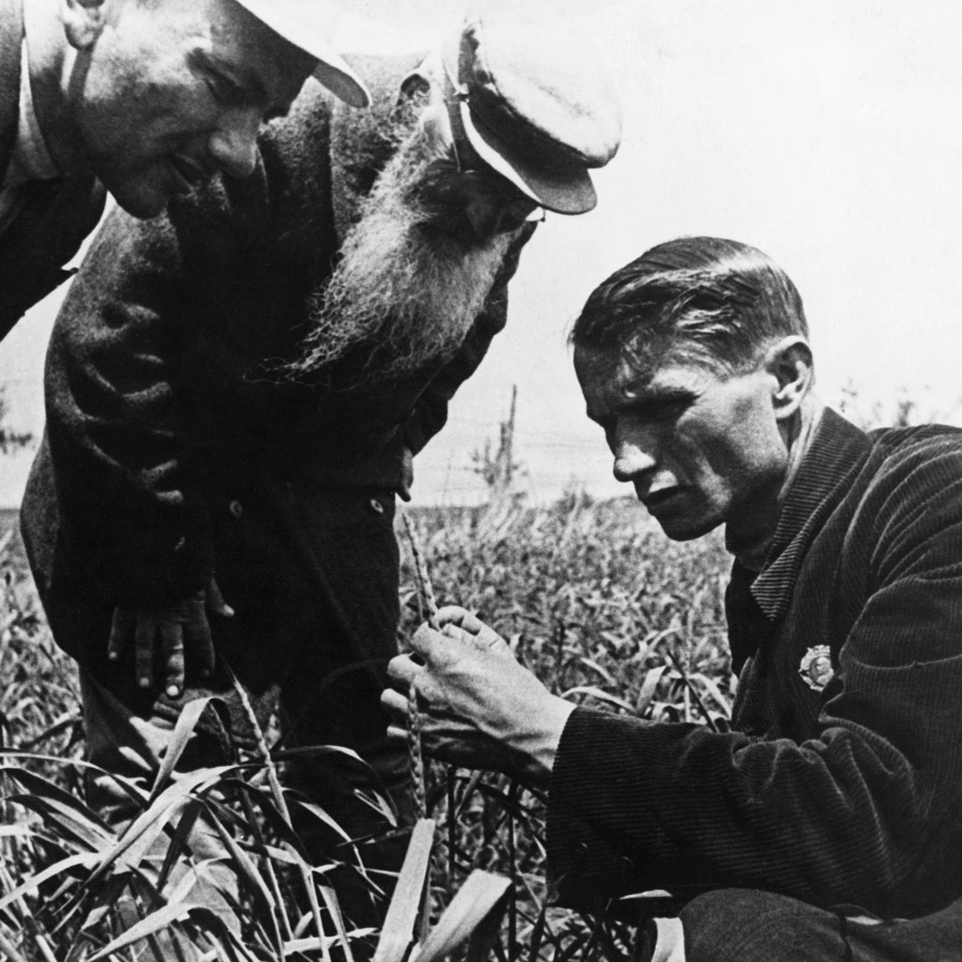 Trofim Lysenko was a Soviet agronomist whose discredited theories of genetics were politically supported by Joseph Stalin. Lysenko rejected Mendelian genetics and natural selection, promoting instead the idea that environmental change could directly affect genetic traits. His…