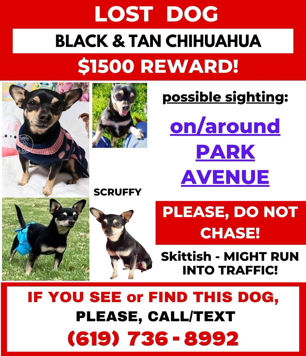 We have been searching in this area all week long and before that the Chicago shopping center in #Riverside . We continue to search for you Scruffy. #dogsofx #dogsoftwitter #ie #inlandempire #cityofriverside #UCR