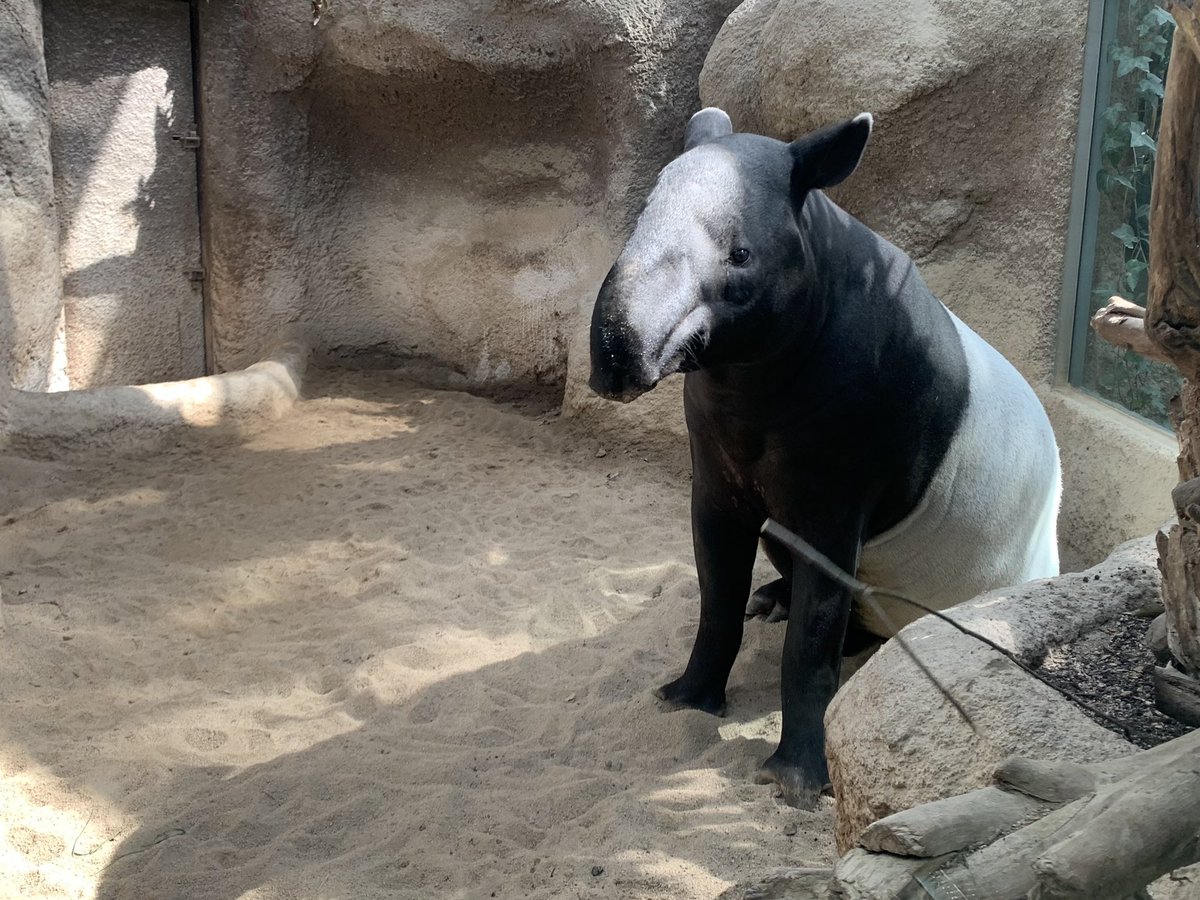 2024.4.28

昨日のよつば🍀

 #神戸どうぶつ王国
 #マレーバク
 #よつば♂
 #malayantapir