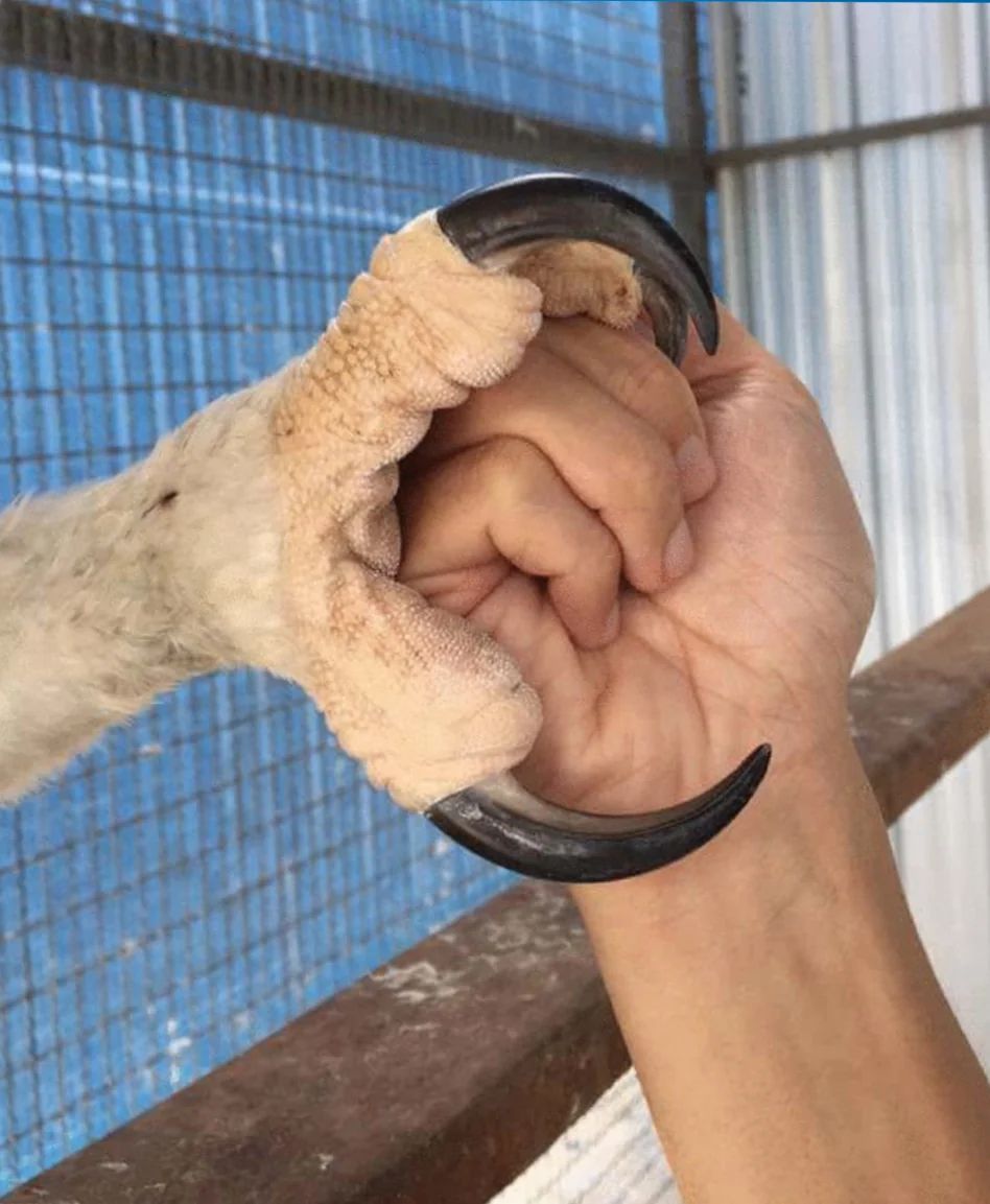 Ever wonder how big an Eagle talon is?