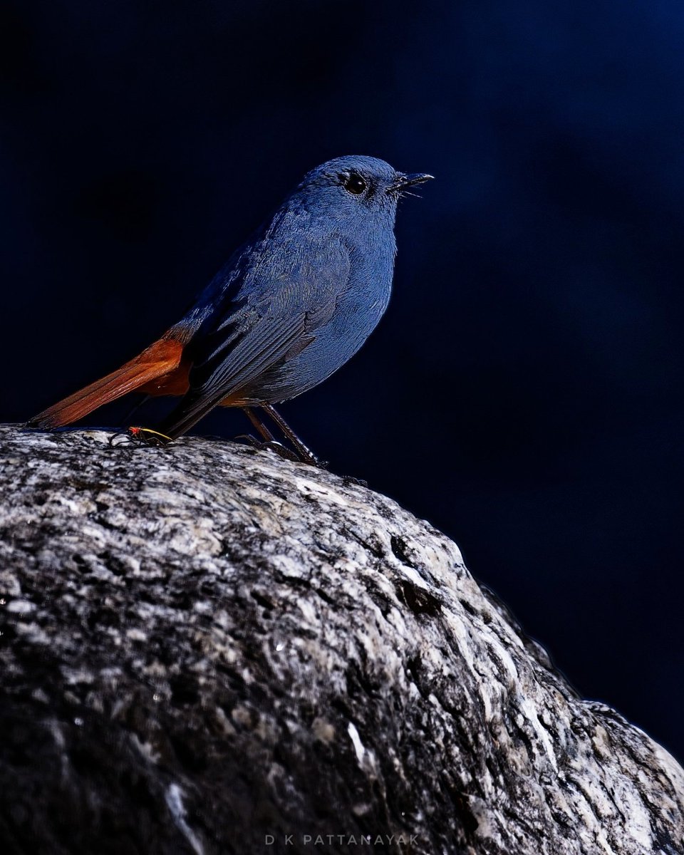 Plumbeous Redstart (Phoenicurus fuliginosus) male: the songbird of mountain streams. Not shy, but a lovely companion to those who venture into this activity. Photographed in #mandal #uttarakhand #india. #IndiAves #ThePhotoHour #BBCWildlifePOTD #natgeoindia