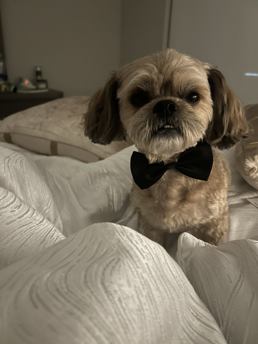 My tie is so fly 🐶 

#loveisintheair ❤️ #SHITZU