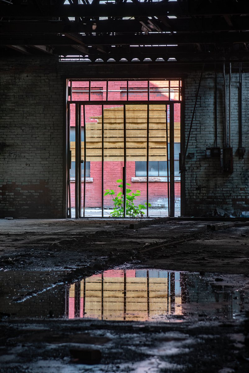 Life always finds a way; reflections within an abandoned manufacturing complex in Pennsylvania.