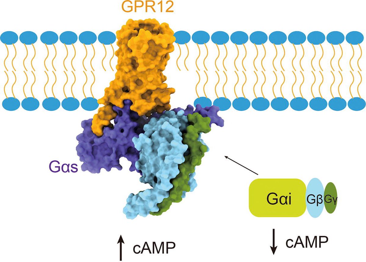 Structural insight into the constitutive activity of human orphan receptor GPR12 @Sci_Bull #Science #CryoEM #structures #news #biology #pharmaceutical sciencedirect.com/science/articl…