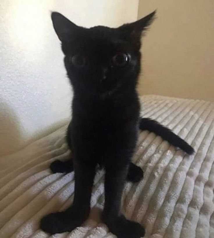 geinis ♱︎︎︎︎ tweet media